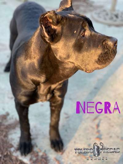 EL TRIUNFO NEGRA