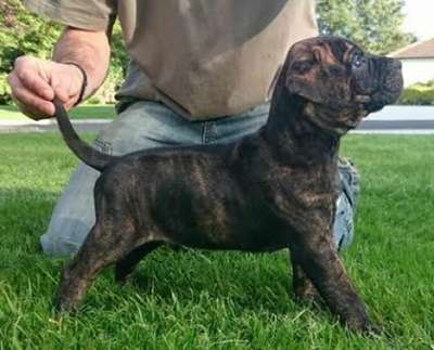 ARCHER DE AGY