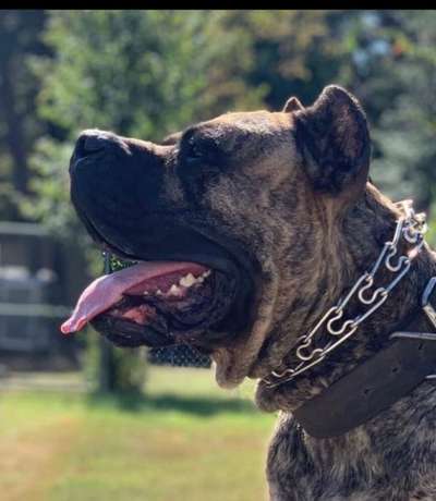 IRON PRESS KENNEL MAXIMUS
