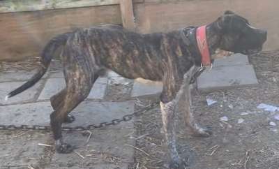 KUJO DE SPARTA WILDBOYZ