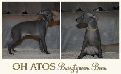 Oh Atos Bursztynowa Bona