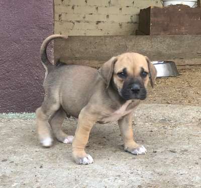 LEONE DE KING ZULU