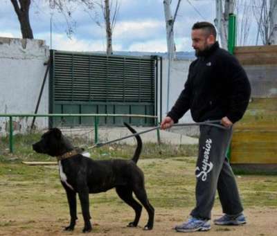 TRIADA PERRO DE PRESA BECERRIL