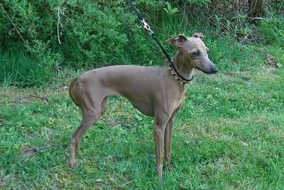 Alisea Des Princes De Kazan