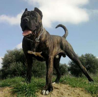 ZEUS DE IRON BULL