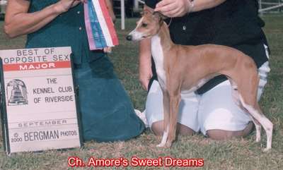 Amore's Sweet Dreams