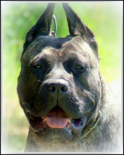 HERIKA DE LA HUELLA DEL PRESA CANARIO