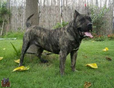 CEUS DE BARNACAN BULL
