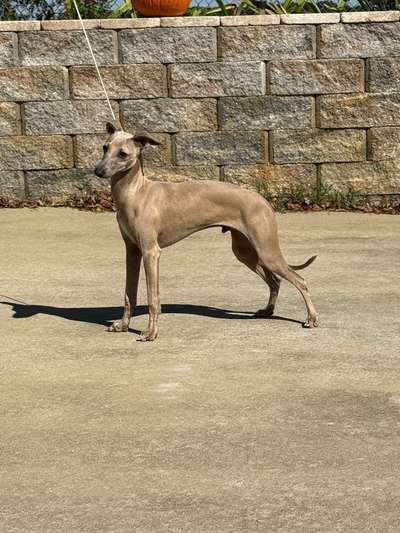 Marchwind Reagan