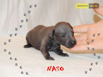 Naso Dogoteka FCI