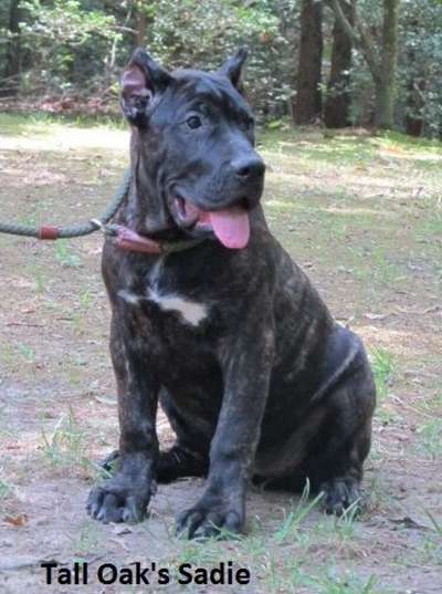 SADIE OF TALL OAKS