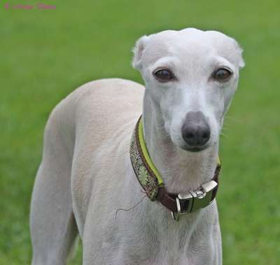 Vetpet Donatella