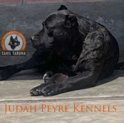 JUDAH DE PEYRE KENNELS