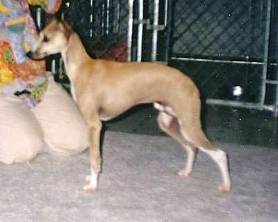 Blackacre Angel Of Music