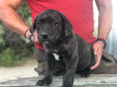 TIGRE DE KING ZULU