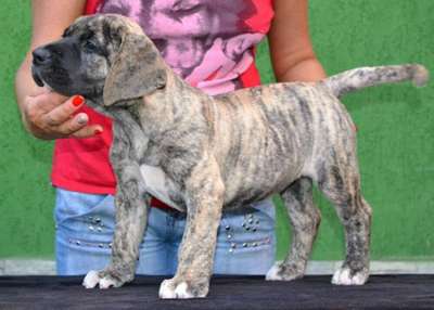 MIKA BULLSARA DEL PEMBA