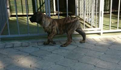 GANDO DE CANARIO KENNEL MACEDONIA