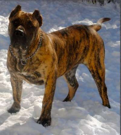 BRAVO KENNEL'S TORRAH
