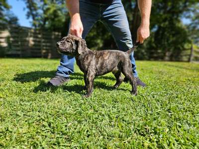 JTC KENNEL LOKI
