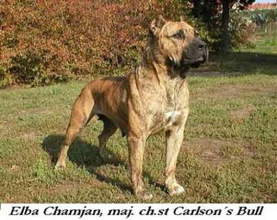 ELBA CHAMJAN