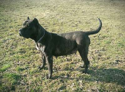 BACKWOODS DNA ZIVA