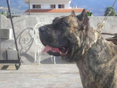 TENAGUA DEL CALABAZO (2004)