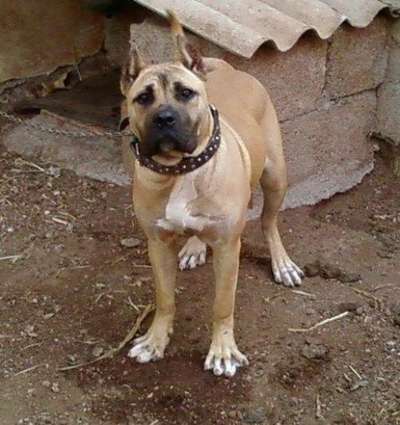 Cloe de Perro de la Tierra