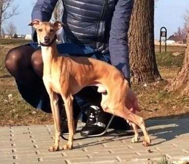 Amerigo Del Barone Rampante