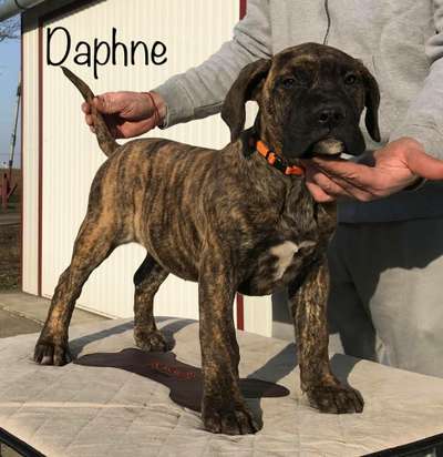 DAPHNE DE TIERRA GRANCAN
