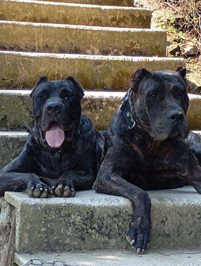 BRUMA DE CANCERBEROS KENNEL