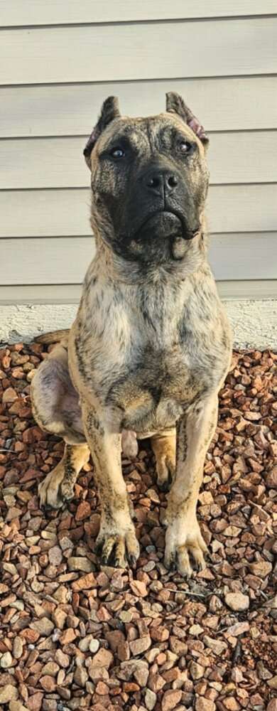 BIGPAWLITTLEPAW DIESEL