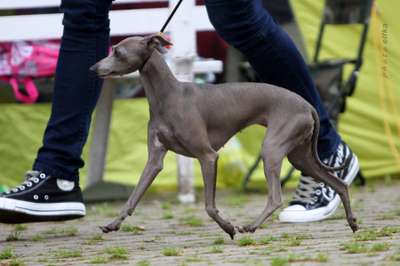 Sisi Feritte Bugsy