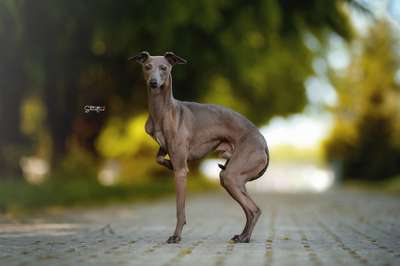 Quadrille Super Charty