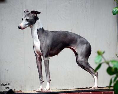 Willowmere Sadira's Heartthrob