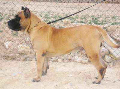 BAKERO DE GUADANETH