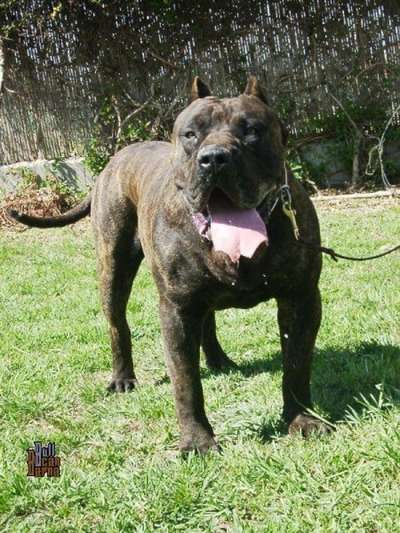 VAMPIRO DE BARNACAN BULL