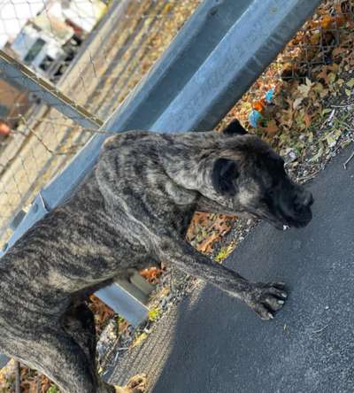 CGK CHICAGO GLORY KENNELS ZAYDA
