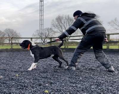 ZEUS DE SEVERN KENNELS