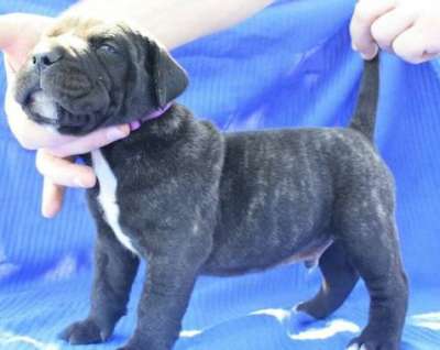 BOSS BULL CANARIO TROL