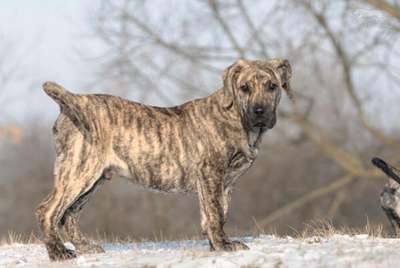 LUPO DE REY GLADIADOR