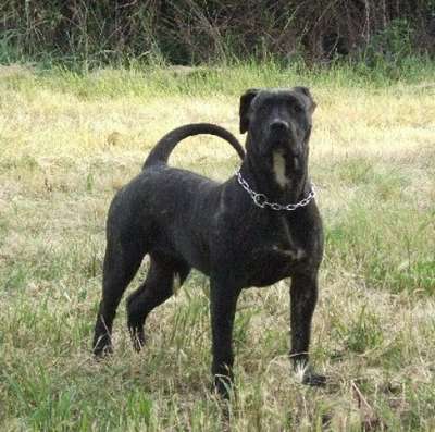 BREEA DE MOZACAN BULL