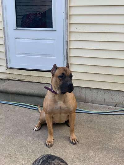 STRINGER KENNELS ZOEY