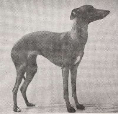 Bella Louise Of Torfalla
