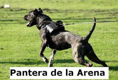 PANTERA DE LA ARENA