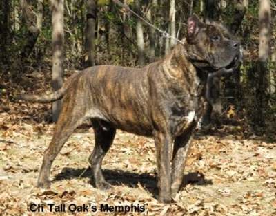 MEMPHIS OF TALL OAKS