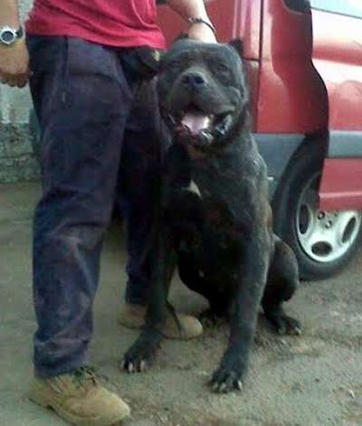 ZORRO DE OSCAR
