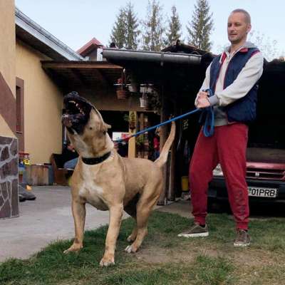 D-SURA DE VARRO BULL