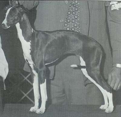 Dasa's Ebony Queen