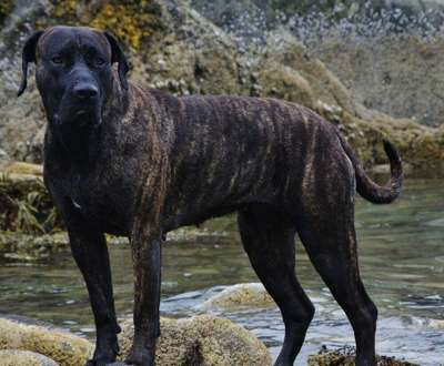 GARM DE CANARIO'S EVIL PRINCESS