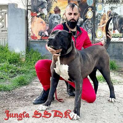JUNGLA OF SEVEN SHARKY DINASTY KENNEL